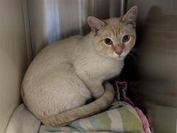 Shelter Stray Unknown Cat last seen Near BLOCK AVENIDA DEL CIELO, FOUNTAIN CO 80817, Colorado Springs, CO 80905