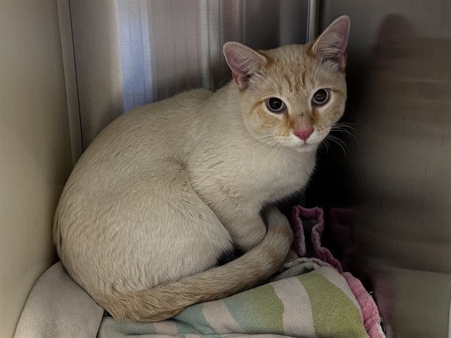 Shelter Stray Unknown Cat last seen Near BLOCK AVENIDA DEL CIELO, FOUNTAIN CO 80817, Colorado Springs, CO 80905