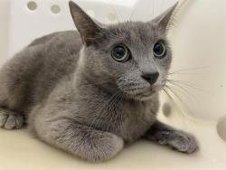 Shelter Stray Unknown Cat last seen Near BLOCK S 70TH ST, Milwaukee, WI 53215