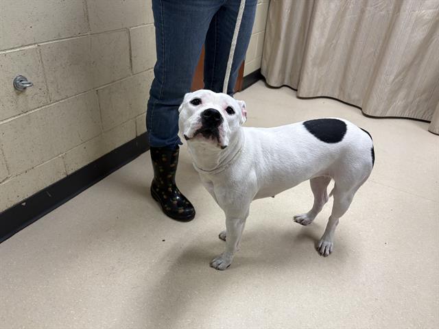 Shelter Stray Female Dog last seen Near BLOCK W LAPHAM ST, Milwaukee, WI 53215