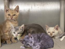 Shelter Stray Male Cat last seen Near BLOCK W DEVONSHIRE, Phoenix, AZ 85008