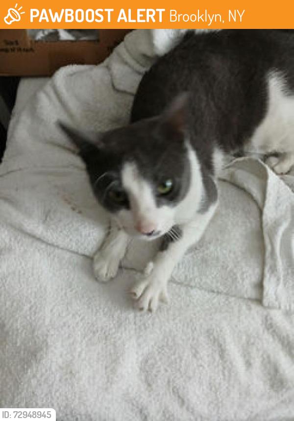 Found/Stray Male Cat last seen Rutland and Clarkson, Brooklyn, NY 11212