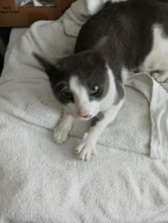 Found/Stray Male Cat last seen Rutland and Clarkson, Brooklyn, NY 11212