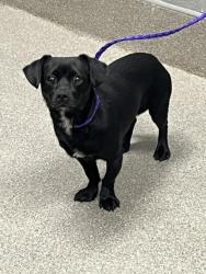 Shelter Stray Male Dog last seen Near BLOCK CRANBERRY LN, LAS VEGAS NV 89156, Las Vegas, NV 89101