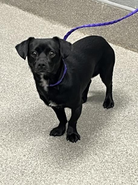 Shelter Stray Male Dog last seen Near BLOCK CRANBERRY LN, LAS VEGAS NV 89156, Las Vegas, NV 89101