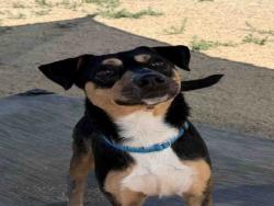 Shelter Stray Male Dog last seen MAIN ST, Carlsbad, CA 92011