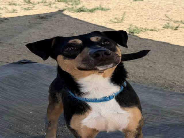 Shelter Stray Male Dog last seen MAIN ST, Carlsbad, CA 92011
