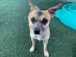 Shelter Stray Female Dog last seen , Bonita, CA 91902