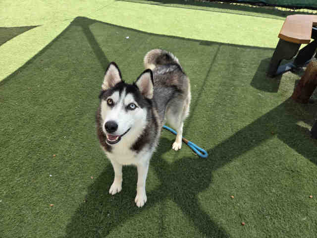 Shelter Stray Female Dog last seen HWY 76 & MISSION RD, Carlsbad, CA 92011