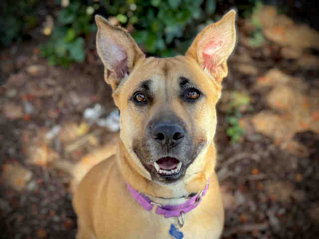 Shelter Stray Female Dog last seen LA RUEDA DR, Bonita, CA 91902