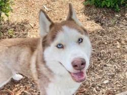 Shelter Stray Male Dog last seen NEW RANCH ROAD, Bonita, CA 91902