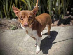 Shelter Stray Male Dog last seen , Bonita, CA 91902