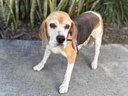 Shelter Stray Male Dog last seen , Bonita, CA 91902