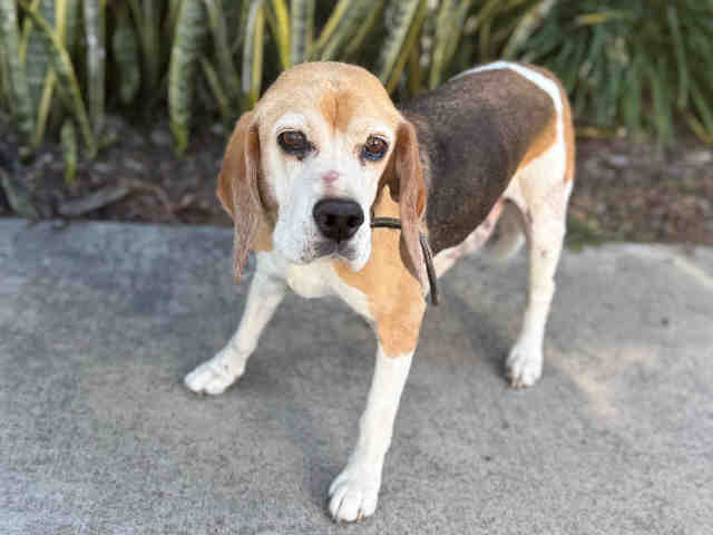 Shelter Stray Male Dog last seen , Bonita, CA 91902