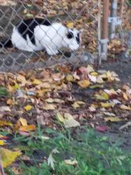 Lost Male Cat last seen North Ave. + Wood Ave~, Bridgeport, CT 06604