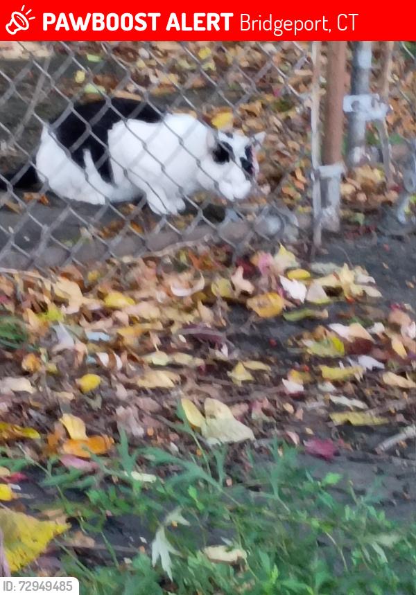 Lost Male Cat last seen North Ave. + Wood Ave~, Bridgeport, CT 06604