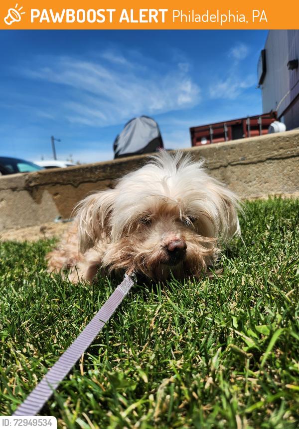 Found/Stray Female Dog last seen 27th & Reed St, Philadelphia, PA 19146