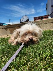 Found/Stray Female Dog last seen 27th & Reed St, Philadelphia, PA 19146