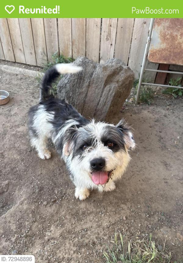 Reunited Male Dog last seen Kimball elementary , Antioch, CA 94509