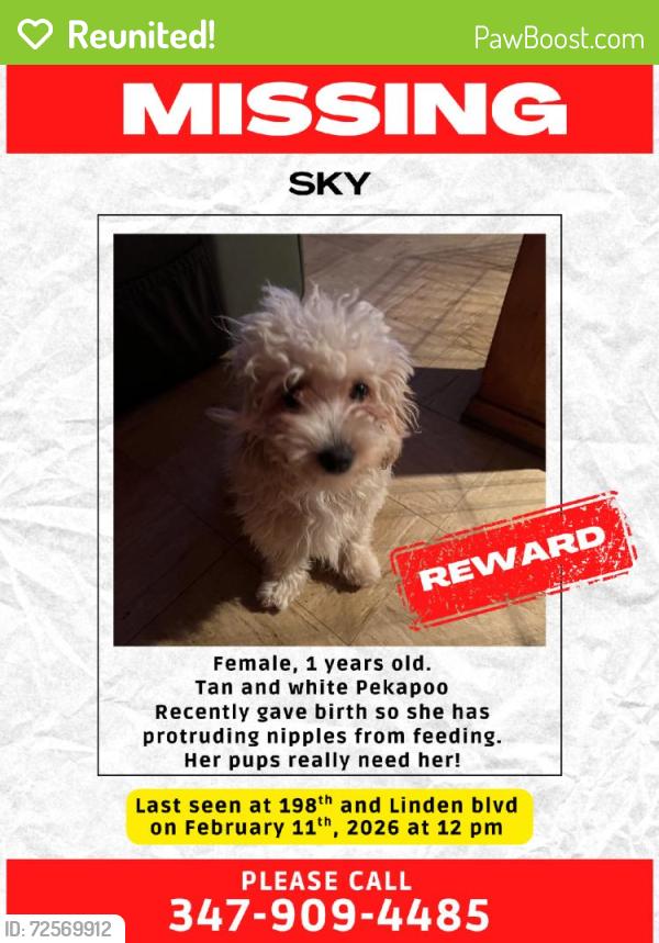 Reunited Female Dog last seen 116-22 199th St, Jamaica, NY 11412, USA, Queens, NY 11412