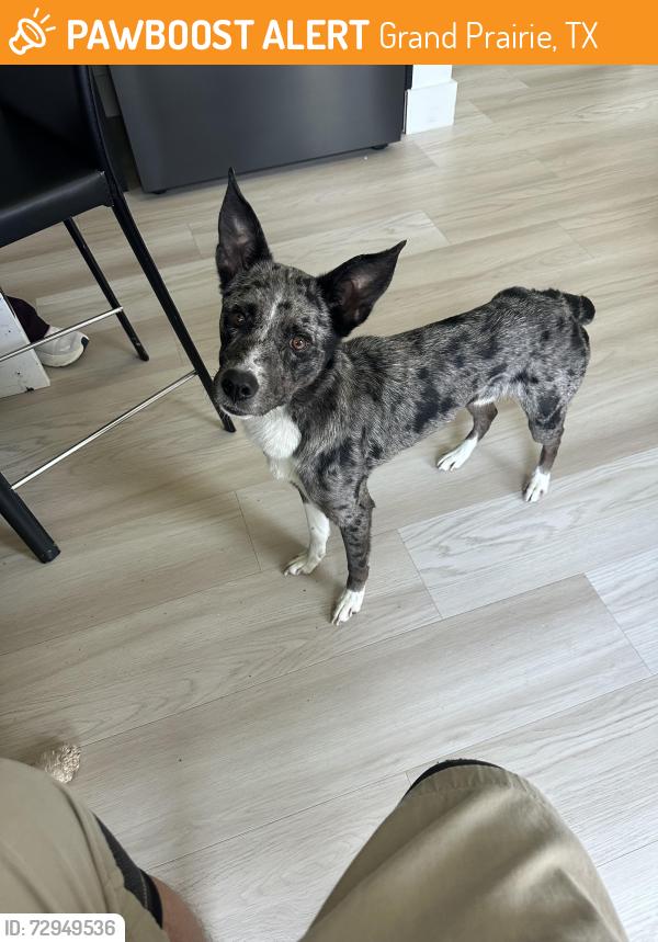 Found/Stray Male Dog last seen Main St and Small St, Grand Prairie, TX 75050