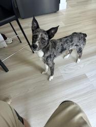 Found/Stray Male Dog last seen Main St and Small St, Grand Prairie, TX 75050
