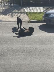 Found/Stray Female Dog last seen 90th Ave , Oakland, CA 94603