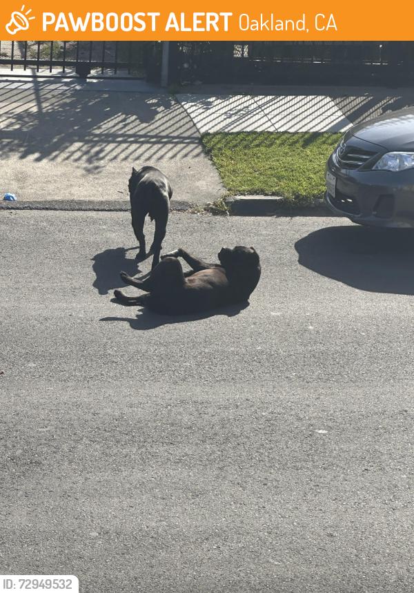 Found/Stray Female Dog last seen 90th Ave , Oakland, CA 94603