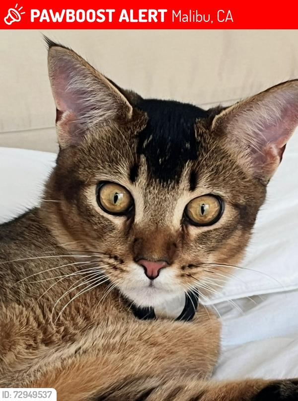 Lost Male Cat last seen malibu canyon, Malibu, CA 90265