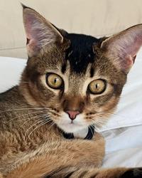 Lost Male Cat last seen malibu canyon, Malibu, CA 90265