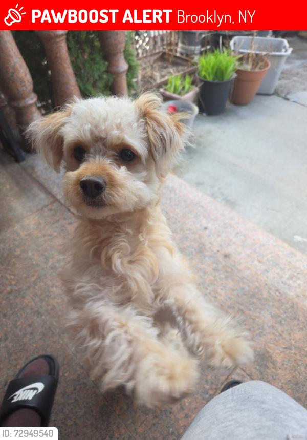Lost Female Dog last seen Strauss St. and Herzl St., Brooklyn, NY 11212