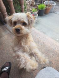 Lost Female Dog last seen Strauss St. and Herzl St., Brooklyn, NY 11212