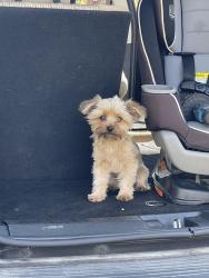 Reunited Female Dog last seen Near SW 178th Terrace, Dunnellon, FL 34432, USA, Dunnellon, FL 34432