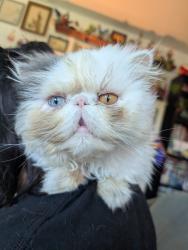 Reunited Male Cat last seen Hopkins st and booth lane, Sacramento, CA 95822