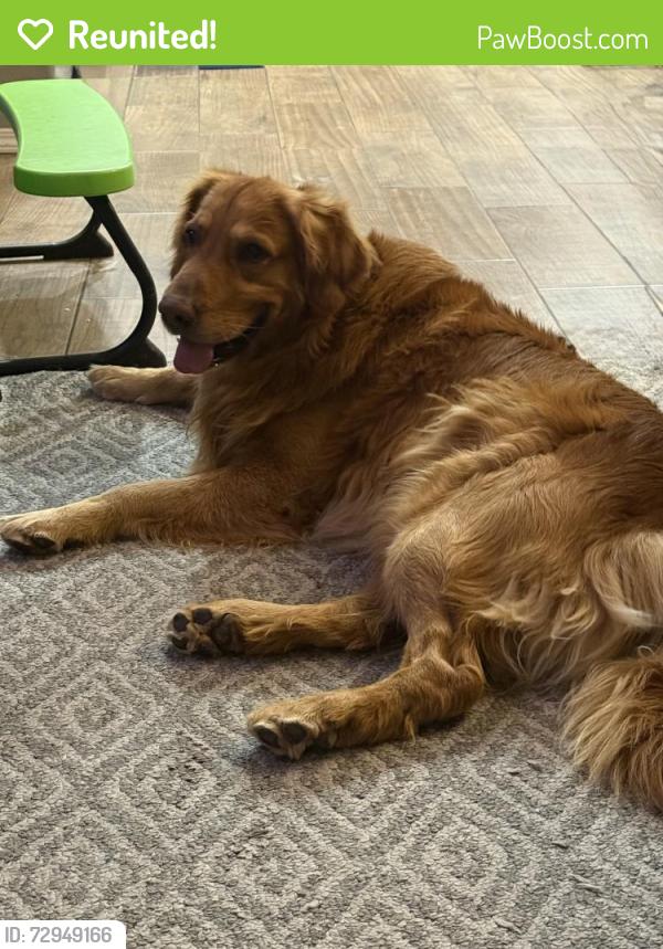 Reunited Male Dog last seen Newfoundland and Husky, Rio Rancho, NM 87144