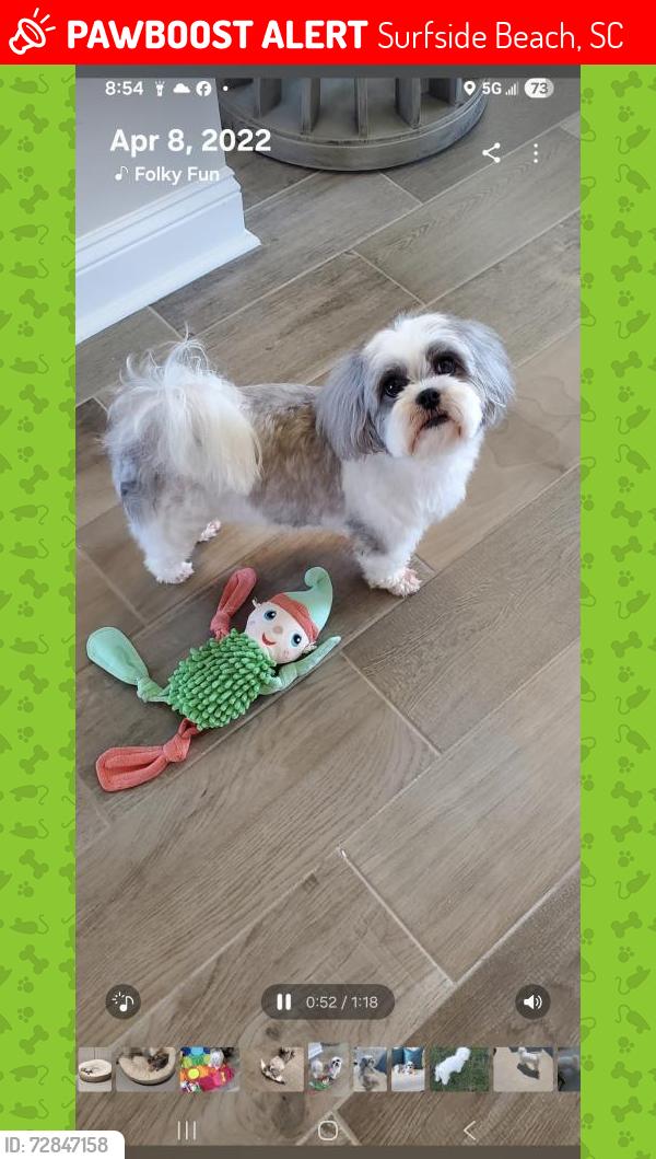 Lost Female Dog last seen Near off  Sutter drive. , Surfside Beach, SC 29575