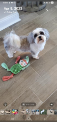 Lost Female Dog last seen Near off  Sutter drive. , Surfside Beach, SC 29575