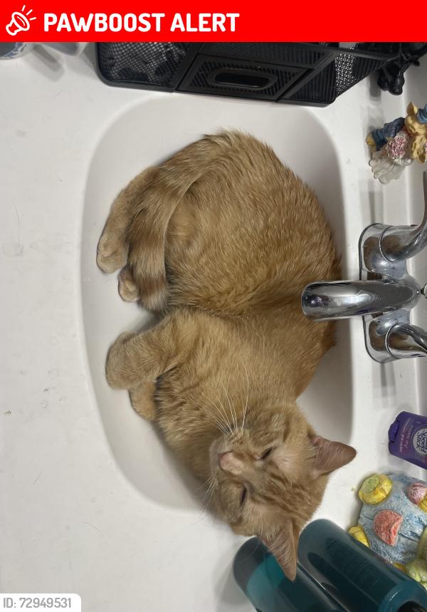 Lost Male Cat last seen Potter Drive and Palmer Park Boulevard , Colorado Springs, CO 80909