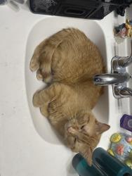 Lost Male Cat last seen Potter Drive and Palmer Park Boulevard , Colorado Springs, CO 80909