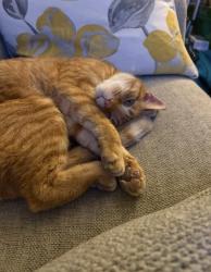 Reunited Male Cat last seen The Depot/Bike Path, Farmington, CT 06085
