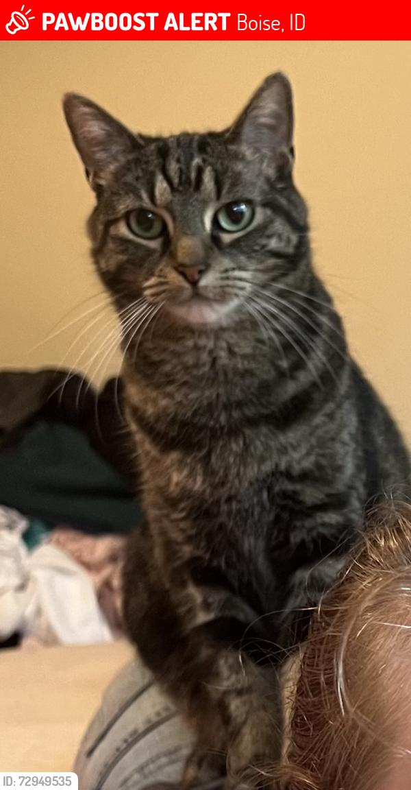 Lost Female Cat last seen Sate street and Whitewater blvd. , Boise, ID 83702
