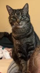 Lost Female Cat last seen Sate street and Whitewater blvd. , Boise, ID 83702