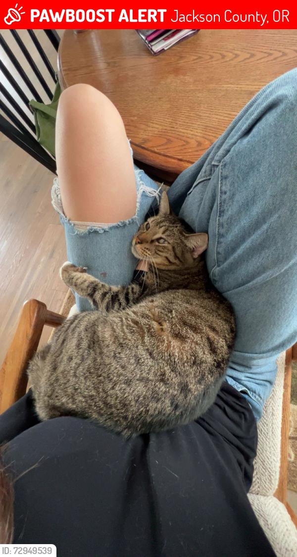 Lost Female Cat last seen bear creek ests , Jackson County, OR 97501