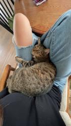 Lost Female Cat last seen bear creek ests , Jackson County, OR 97501
