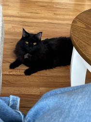 Reunited Male Cat last seen Hillsdale Area, Portland, OR 97219