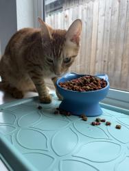 Reunited Male Cat last seen Behind Navarro Ranch Amenity Center, Geronimo, TX 78155