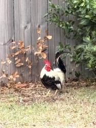 Found/Stray Male Bird last seen Boca Ciega Dr N , St. Petersburg, FL 33710