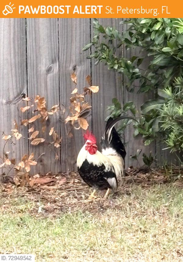Found/Stray Male Bird last seen Boca Ciega Dr N , St. Petersburg, FL 33710