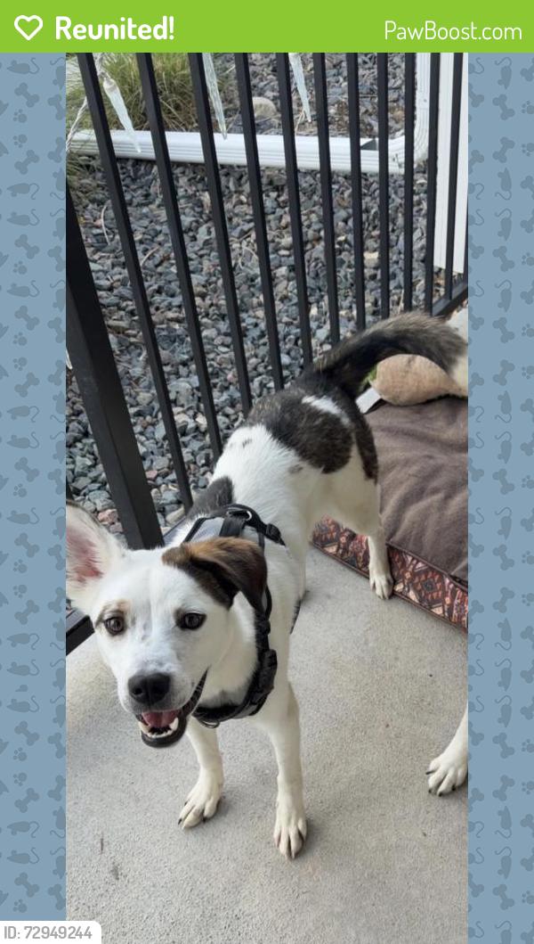 Reunited Male Dog last seen Aims community college , Greeley, CO 80634
