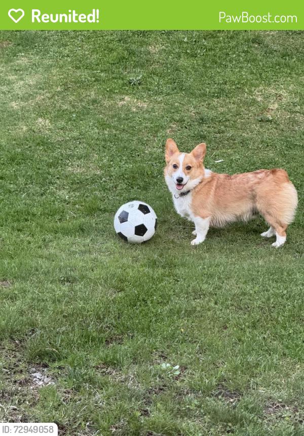 Reunited Male Dog last seen Mountain View Road near Slate Quarry Road in Rhinebeck, Rhinebeck, NY 12572
